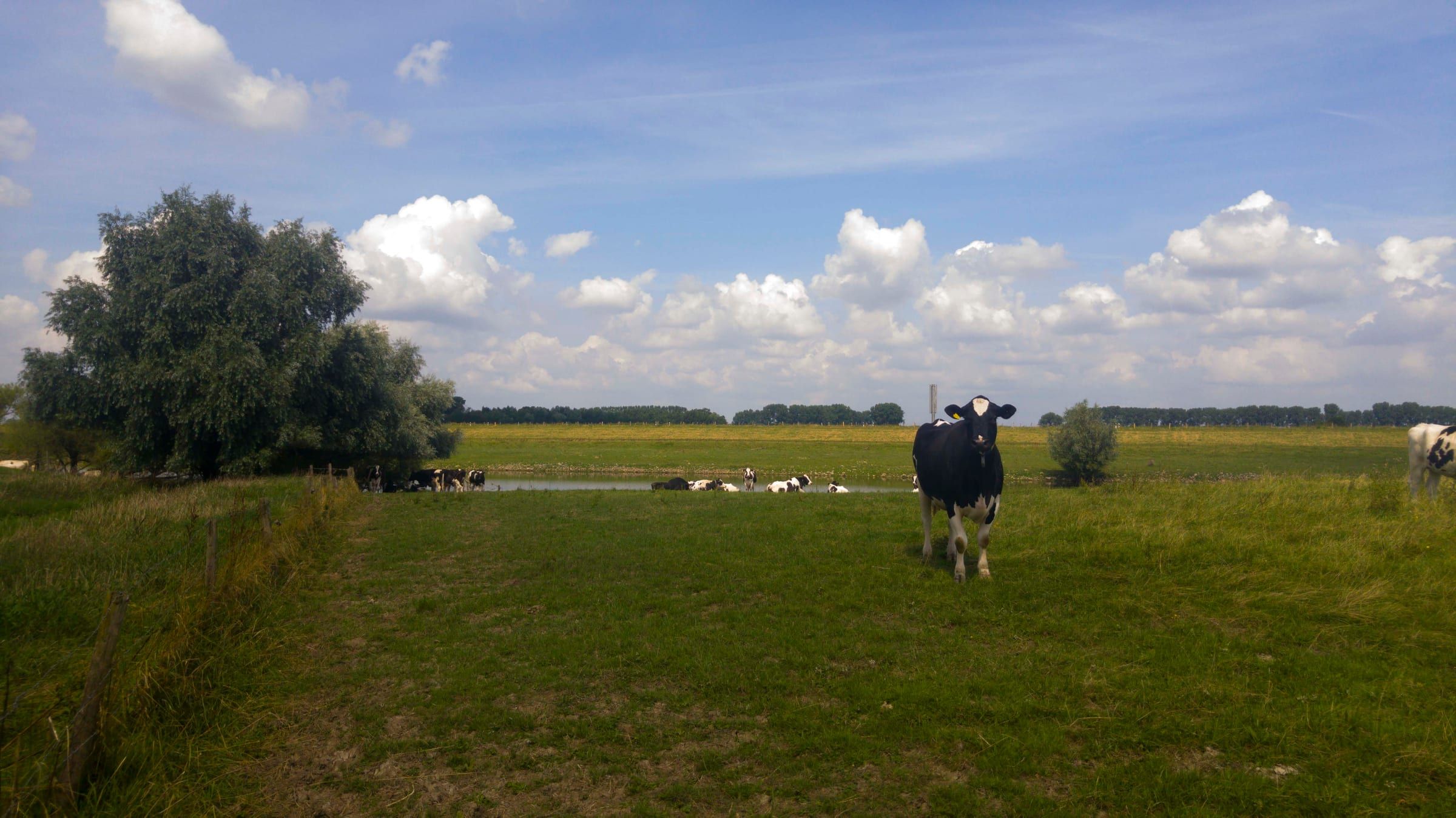 Koe in de uiterwaarden onder een wolkenlucht