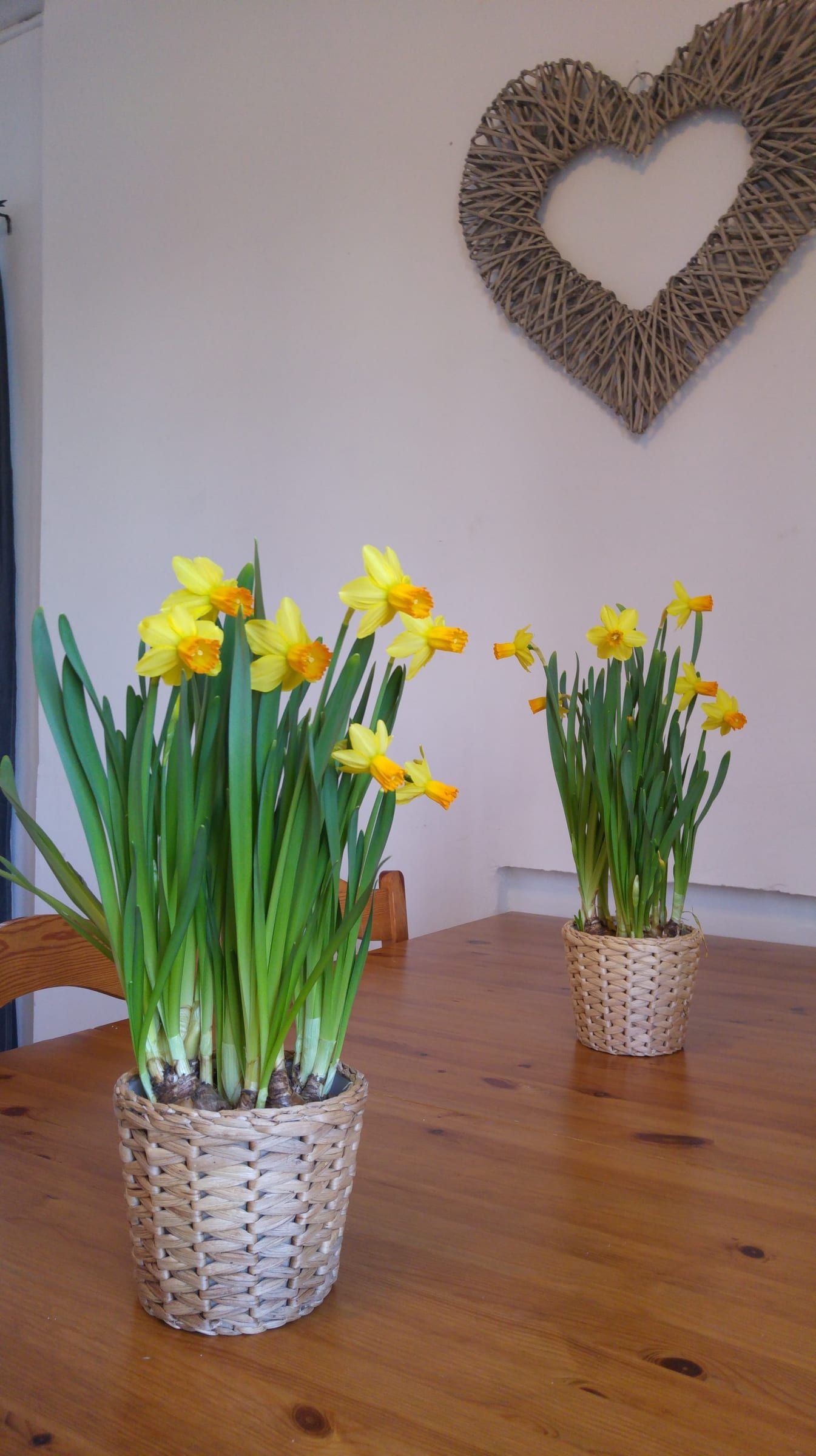 Narcissen in rieten mandjes op de houten tafel, met een hart aan de muur