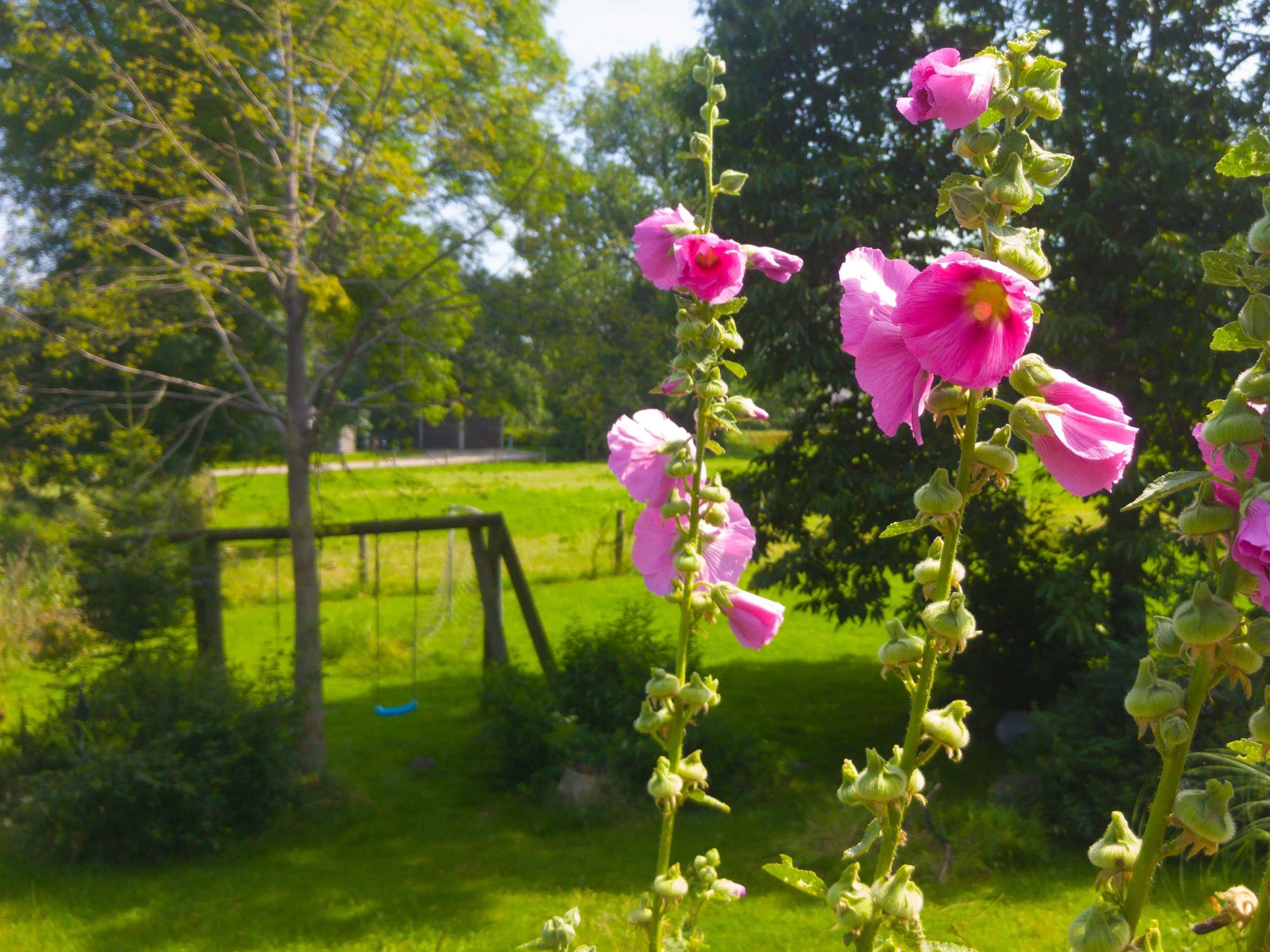 Rosa Stockrosen im Garten, dahinter die Schaukeln