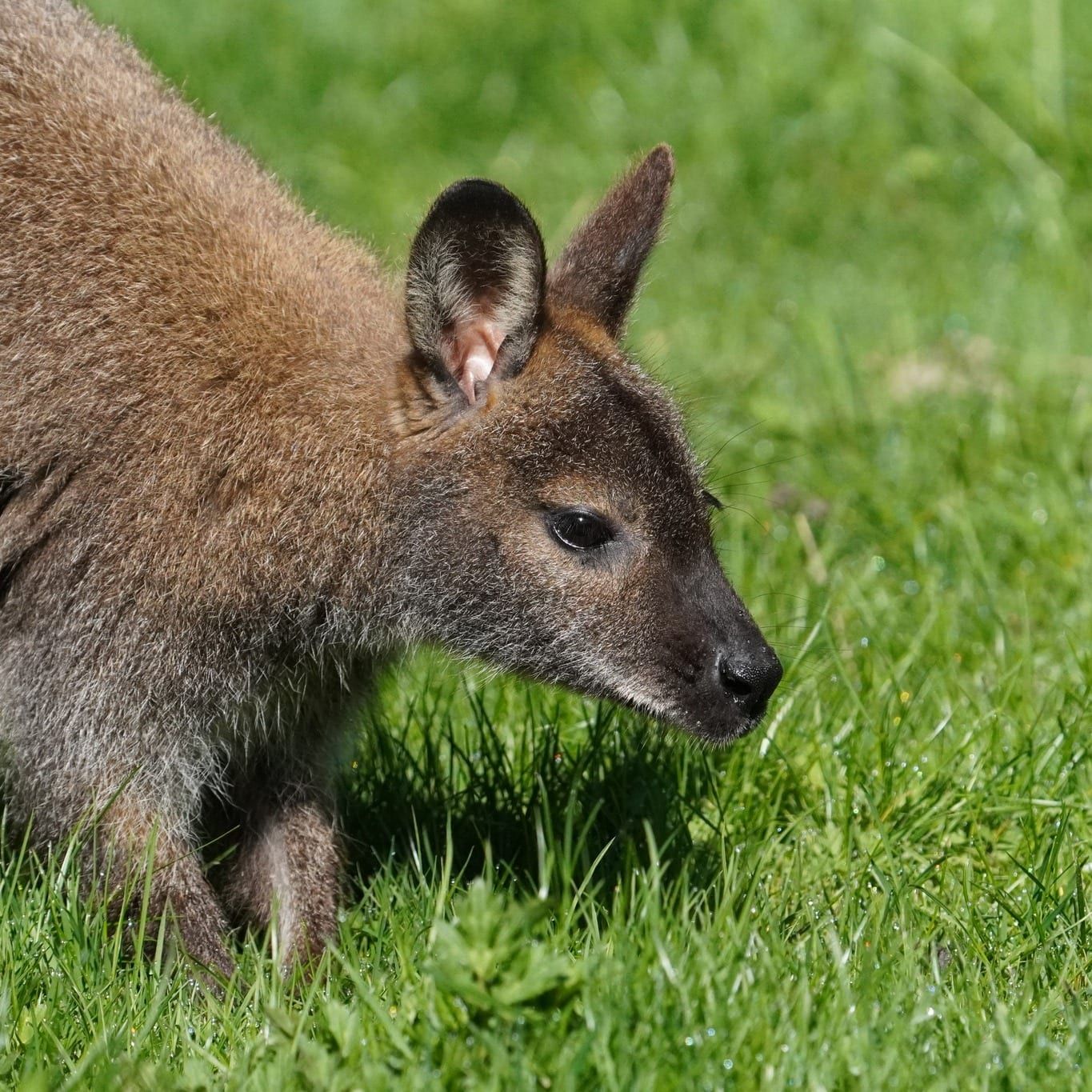 Een wallaby in het gras van de Tiergarten Kleve